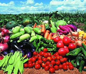 福永、沙井及深圳地區(qū)的農(nóng)產(chǎn)品與綠植服務(wù)概覽 蔬菜配送、批發(fā)與苗木供應(yīng)