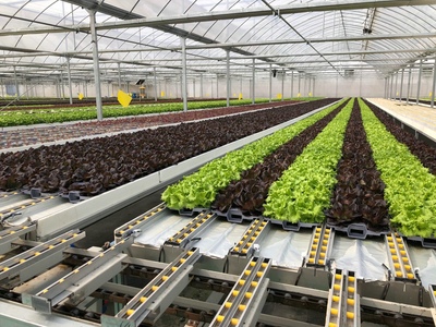 孫橋農(nóng)業(yè)智能化蔬菜工廠建設(shè)圓滿完工，苗木產(chǎn)業(yè)邁向新紀(jì)元